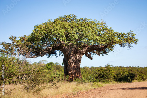 Leinwand Poster Von Wielligh's Baobab, a big and famous baobab tree Adansonia digitata in Kruger