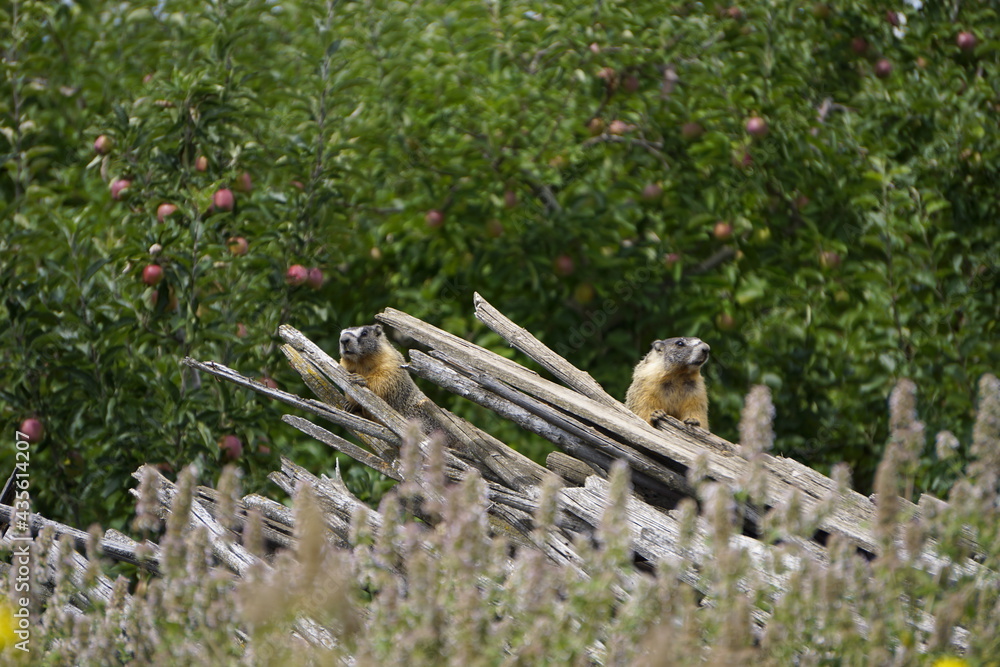 Marmot are hiding on pile of old wood Marmot are hiding on pile of old wood