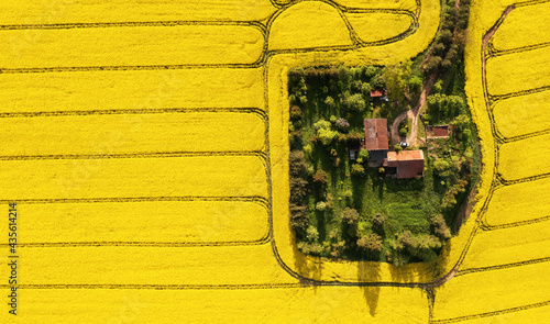 Aerial view of a farm in the middle of the rapeseed field with copy space