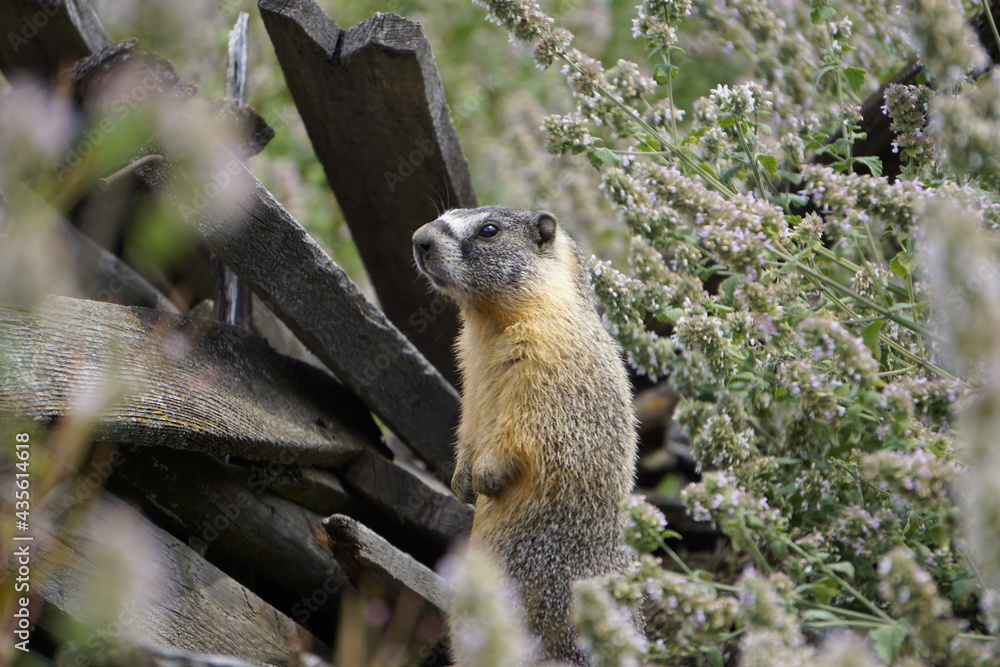 Marmot are hiding on pile of old wood Marmot are hiding on pile of old wood