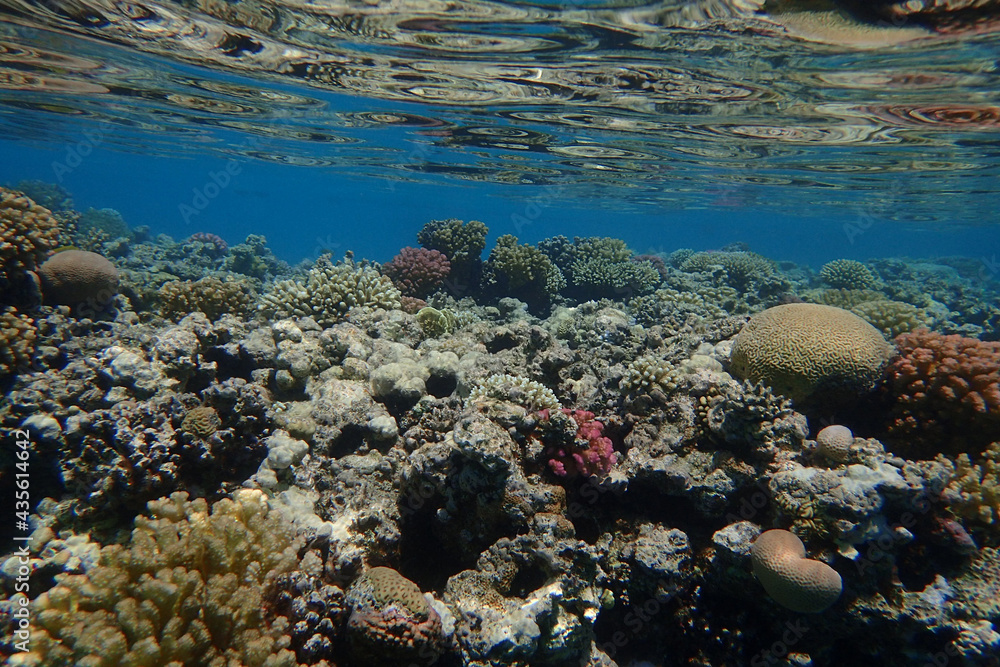 Fototapeta premium coral reef in Egypt, Makadi Bay