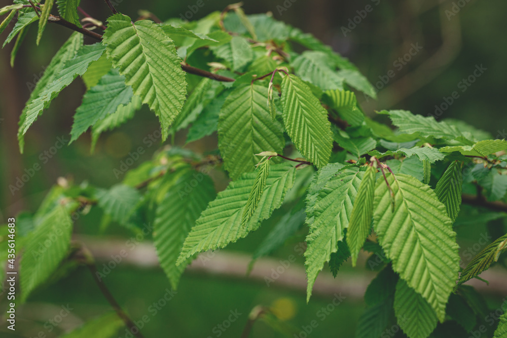 A branch with young spring colorful leaves under the daylight on a green spring background. Selective focus. A branch with young spring colorful leaves under the daylight on a green spring background. Selective focus.