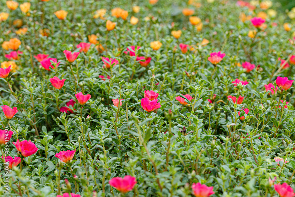 Colorfu of flower portulaca oleracea in garden