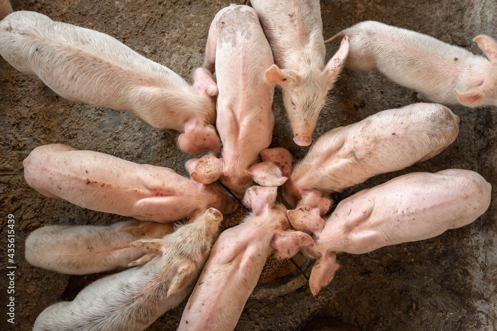 .Piglets are scrambling to eat food in a pig farm. .Piglets are scrambling to eat food in a pig farm.