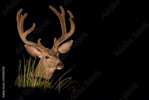 Mule deer head with large antlers © Jessica