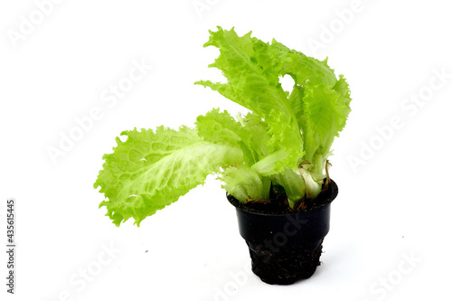 Lettuce growing in a pot isolated on white background