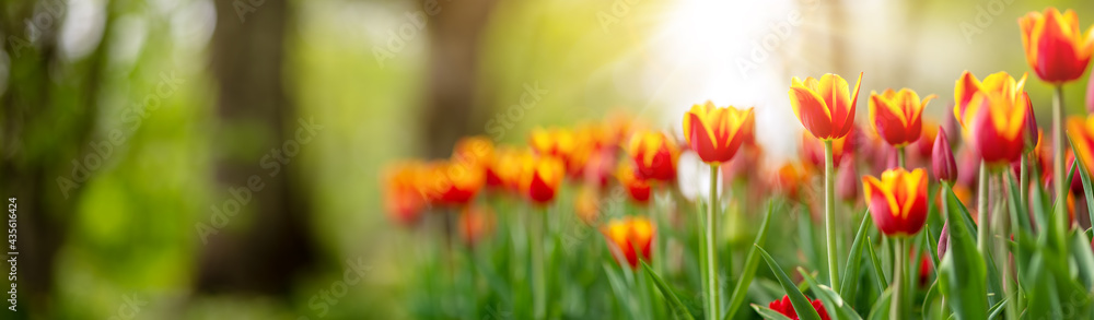 Fototapeta premium Tulips in flower beds in the park in spring