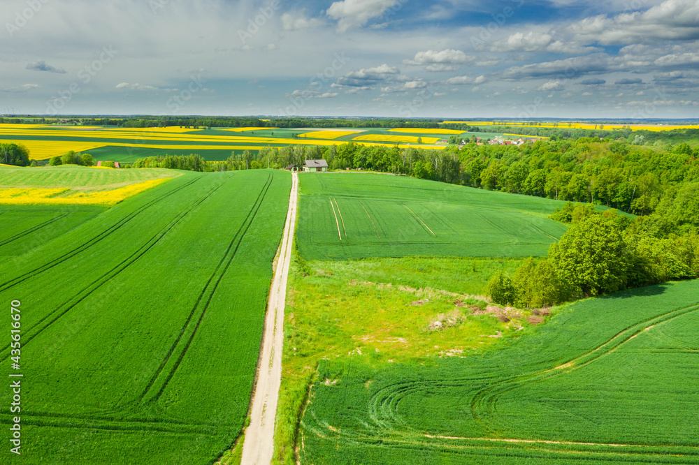 Fototapeta premium Przedgórze Sudeckie. Pola uprawne z plantacjami kwitnącego rzepaku. Zdjęcie zrobione przy użyciu latającego drona.