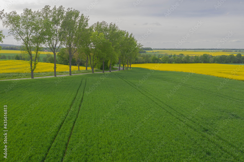 Przedgórze Sudeckie. Pola uprawne z plantacjami kwitnącego rzepaku. Zdjęcie zrobione przy użyciu latającego drona.
