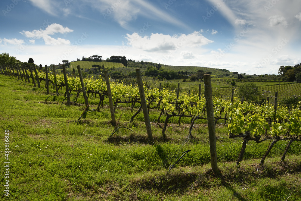 Spectacular landscape with green grapevines and blue cloudy sky at Mercatale in Chianti, area of great wine production of Chianti Classico wine. Tuscany. Italy