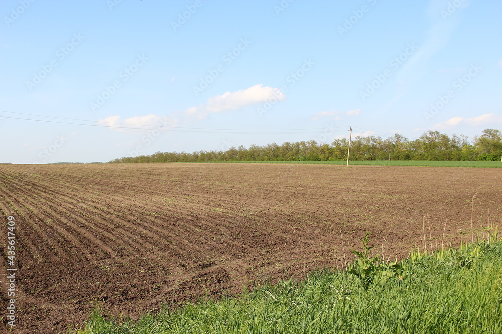Agricultural field with rows of young corn