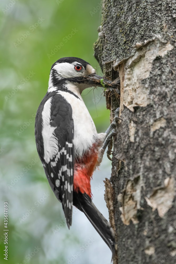 Feeding time for the Great spotted woodpecker female (Dendrocopos major)