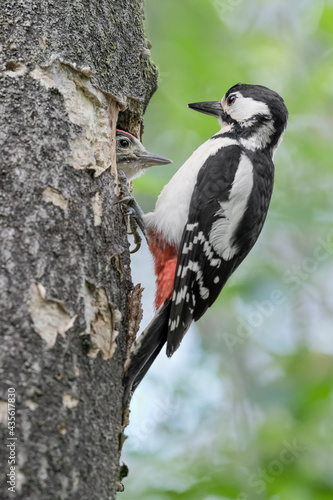 Mother and son, portrait of woodpecker female and its chick male (Dendrocopos major)