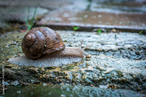 snail crawling on a wet garden pavement in the rain