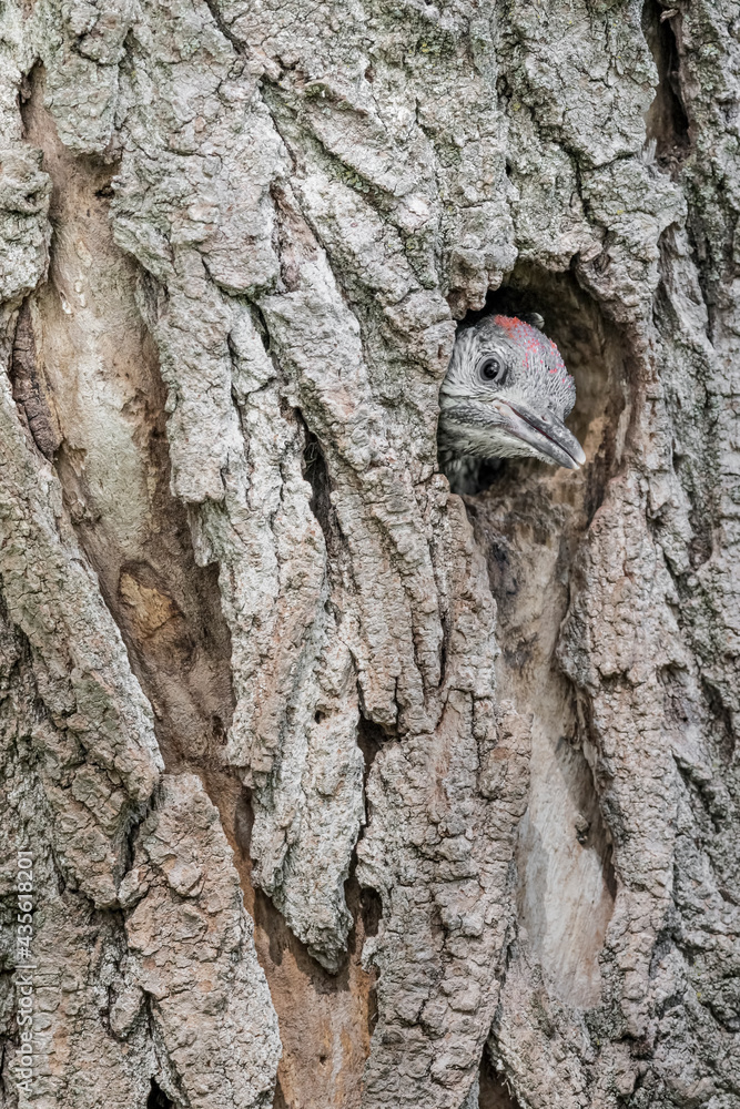 Fototapeta premium New life in the woodland, young European Green woodpecker waits mom to feed (Picus virdis)