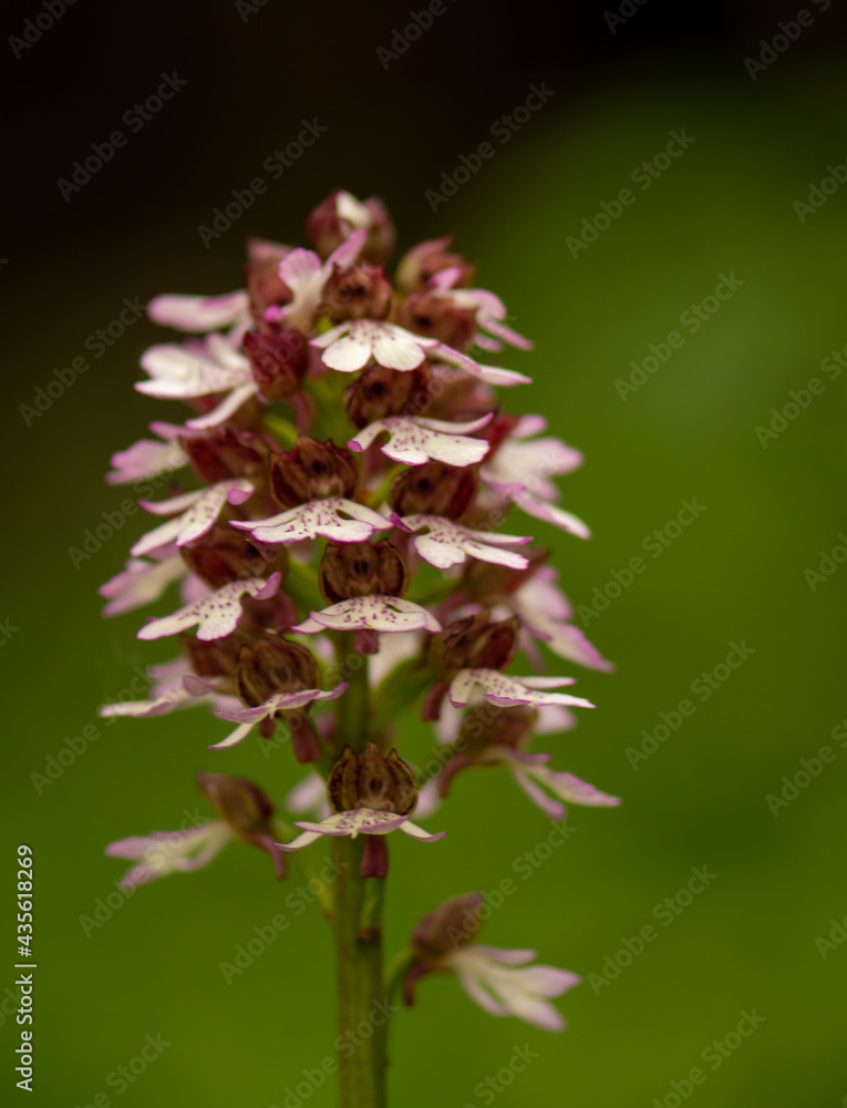 Close up of Lady Orchid (Orchis purpurea) Close up of Lady Orchid (Orchis purpurea)