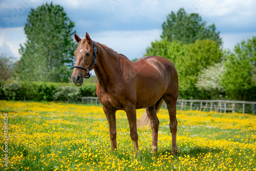 Horse amongst meadow of buttercups