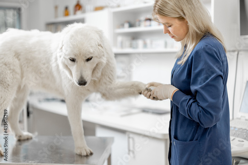 Fototapeta Naklejka Na Ścianę i Meble -  Woman veterinarian trim the claws of a big white sheepdog in a veterinary clinic while patient standing at examination table.