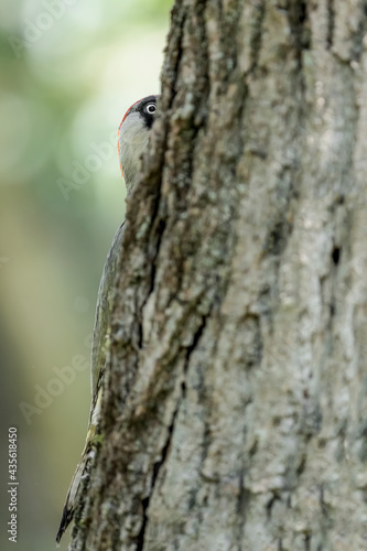 European green woodpecker hidden behind tree trunk (Picus virdis)