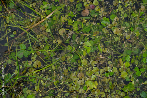 Small floating plants. Hydrocharis morsus-ranae, frogbit background. 