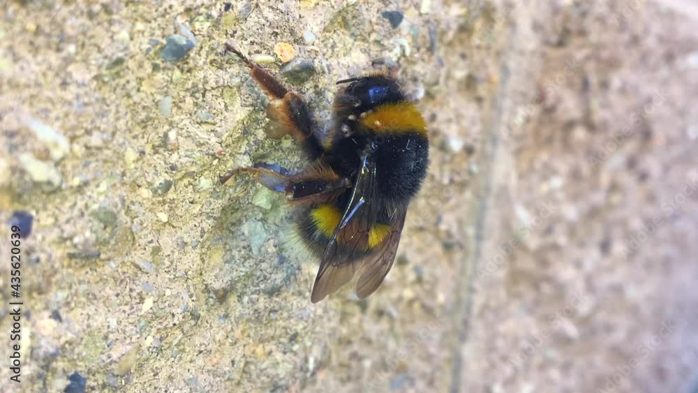 Ill and dying bumblebee infected by parasite barroa mites Stock Video