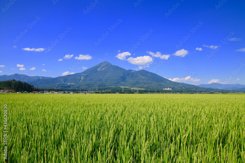 Fototapeta premium 田んぼと磐梯山（福島県・猪苗代町）