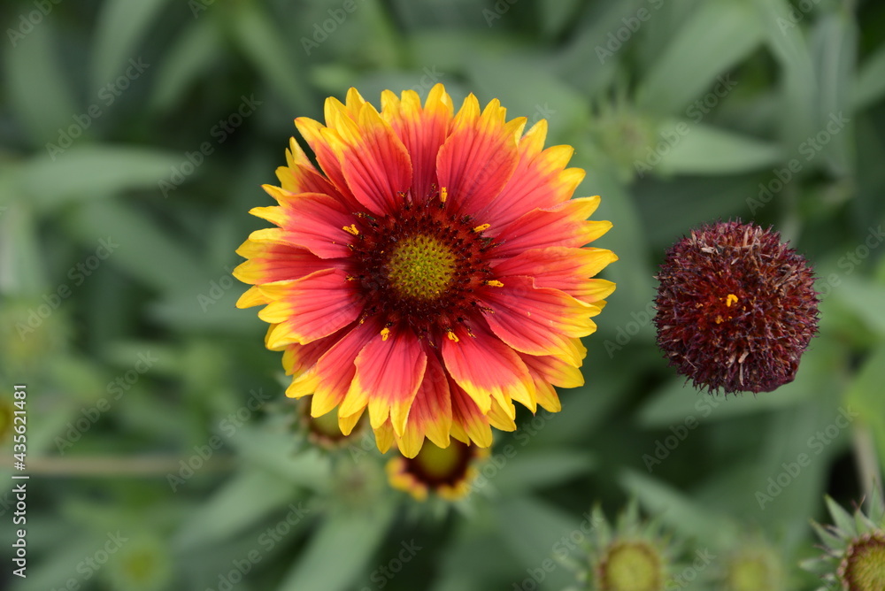 グラデーションの花びらが美しいテンニンギク グラデーションの花びらが美しいテンニンギク