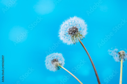 Closeup of dandelion  flying seeds on a blue sky