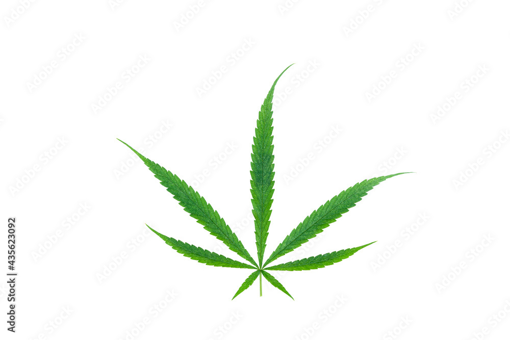 Green cannabis leaves (Cannabis sativa subsp. Sativa) isolated on white background growing medical marijuana Green cannabis leaves (Cannabis sativa subsp. Sativa) isolated on white background growing medical marijuana
