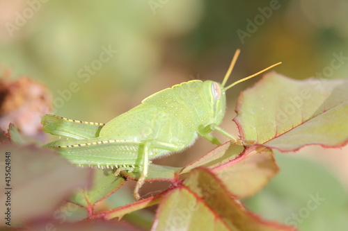 Close-up big green grashopper