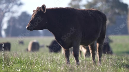 Angus and Murray Grey steers grazing on Grass photo