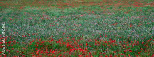 Beautiful field of red poppies. Flower poppy flowering on background poppies flowers. Nature.