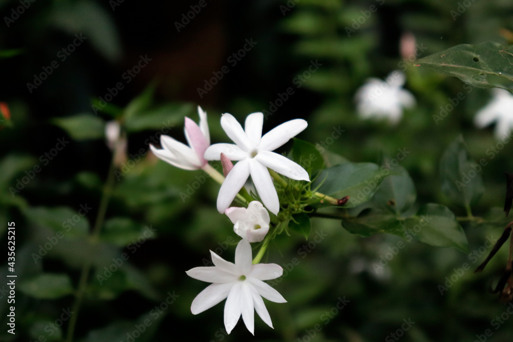 White Star Jasmine flower, in Balcony flowers White Star Jasmine flower, in Balcony flowers