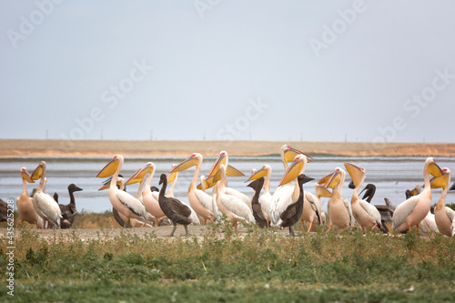 Pink pelicans with chicks on the shore of Lake Manich-Gudilo in Kalmykia, Russia © Shchipkova Elena