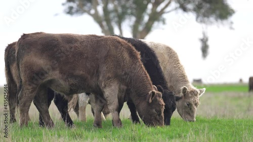 Angus and Murray Grey steers grazing on Grass photo