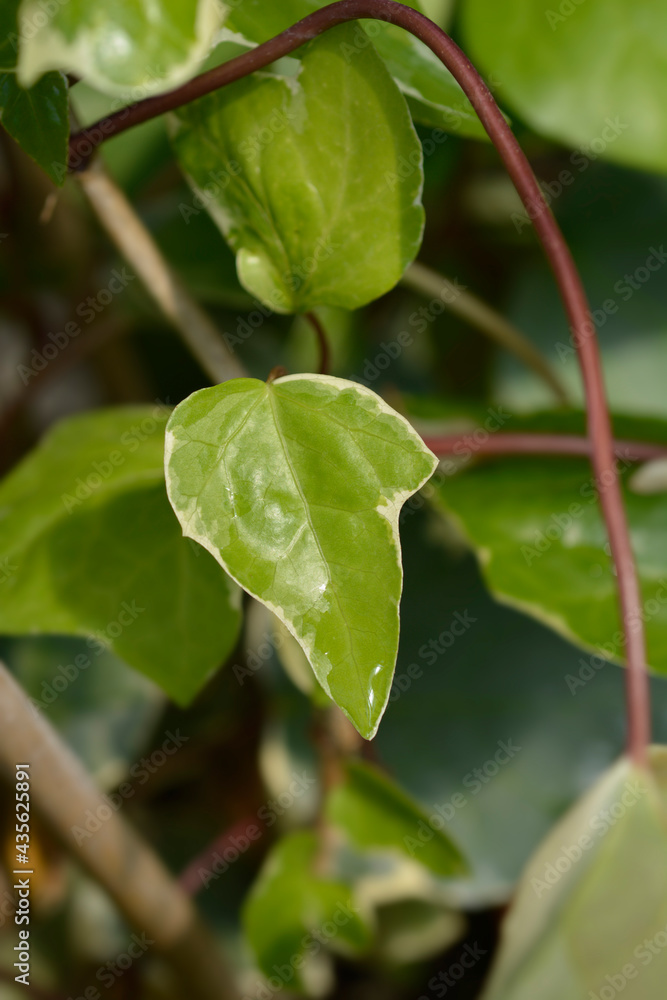 Obraz premium Algerian ivy Glorie de Marengo