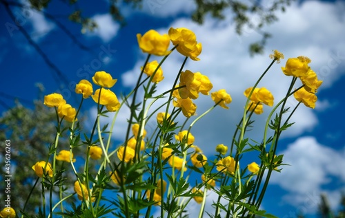 Globeflower Trollius europaeus blooms in yellow blossoms on a sunny spring day