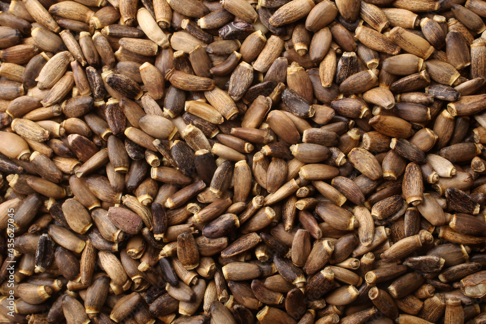 Seeds of a milk thistle (Silybum marianum, Scotch Thistle, Marian thistle), for backgrounds or textures Seeds of a milk thistle (Silybum marianum, Scotch Thistle, Marian thistle), for backgrounds or textures