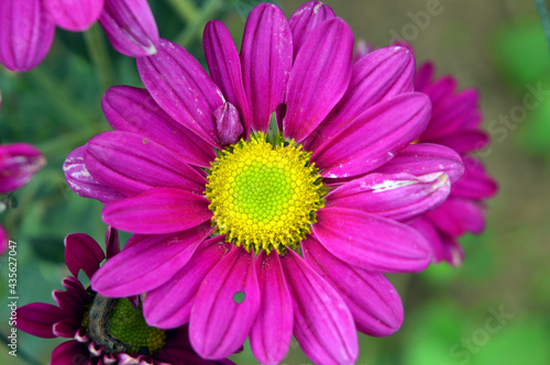 pink flowers with yellow heads