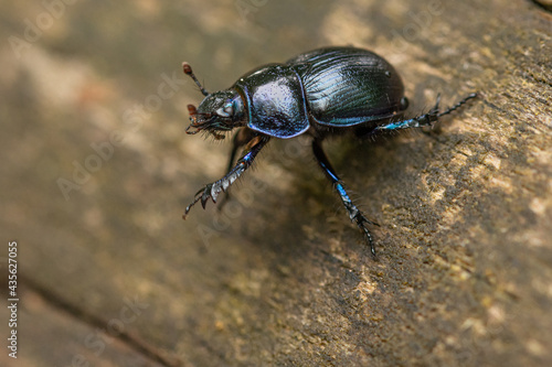 Käfer beim klettern © Andre