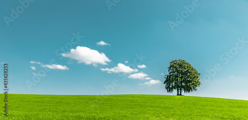 Grüner Baum auf einem Hügel