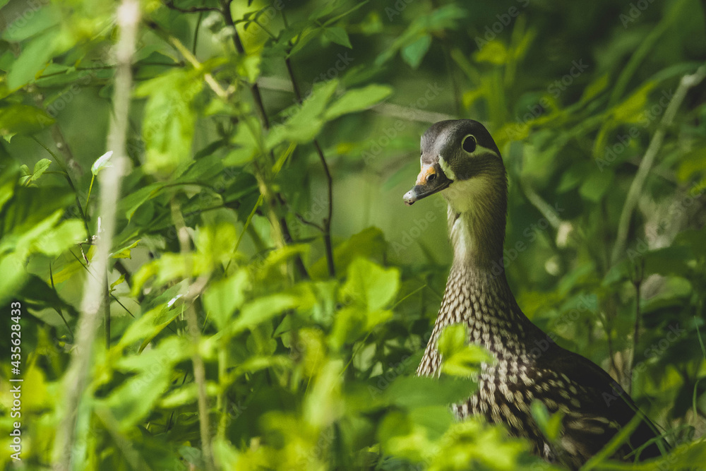 Mandarinente Nachwuchs Küken Mandarinente Nachwuchs Küken