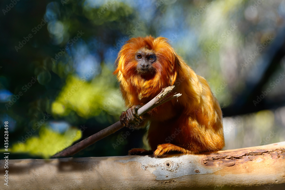 Golden Lion Tamarin (Leontopithecus rosalia), Brazilian Atlantic Coast Forest, Brazil Golden Lion Tamarin (Leontopithecus rosalia), Brazilian Atlantic Coast Forest, Brazil
