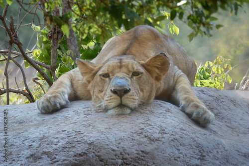 Female Angolan Lion (Panthera leo melanochaita), Angola, Africa photo