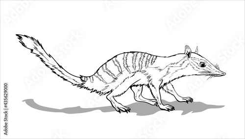 Nambat, an animal with stripes on the back and a long tail. Cute red animal sitting on a ground. Mouse, a rodent with a long tail. Coloring page for children and adults, hand drawn illustration © Andrey