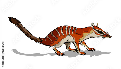 Nambat  an animal with stripes on the back and a long tail. Cute red animal sitting on a ground. Mouse  a rodent with a long tail. Isolate  full color with stroke vector illustration