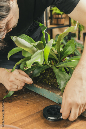 Platycerium or Elkhorn Fern Mount DIY project photo