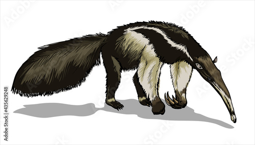 A giant anteater with a huge tail, stands and sniffs the ground. Big animal, a rodent with a long tail. Mouse, a rodent with a long tail. Isolate, full color with stroke vector illustration