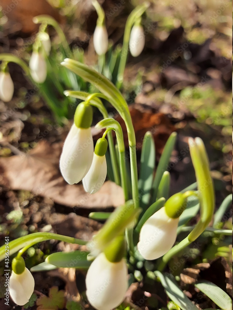 Obraz premium snowdrops in the snow