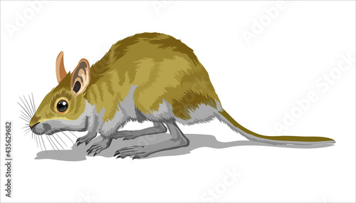 Light Small Jumper. A jerboa, a small animal, a field yellow mouse with a very long tail. Isolate, full color with stroke vector illustration
